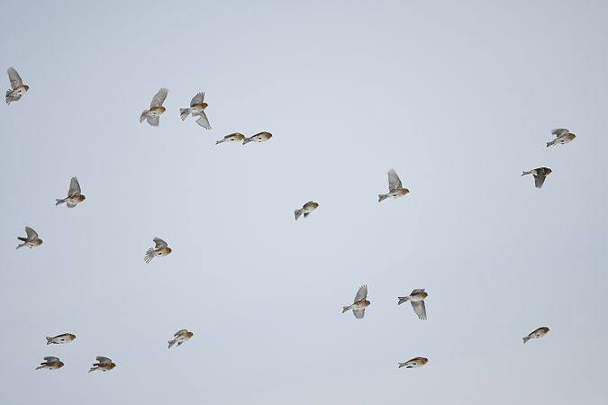 Linotte à bec jaune  - Karolina Stąpór