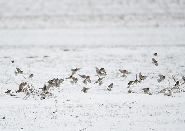 Berghänfling  - Karolina Stąpór