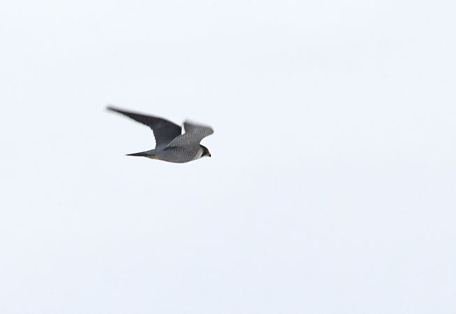 Faucon pèlerin  - Karolina Stąpór