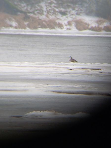 bernikla kanadyjska  - Michał Bochman