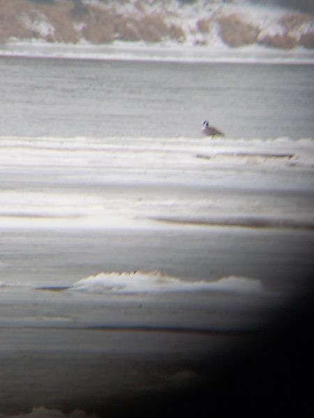 bernikla kanadyjska  - Michał Bochman