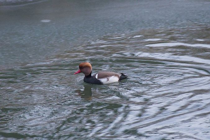 Kolbenente  - Robert Pach