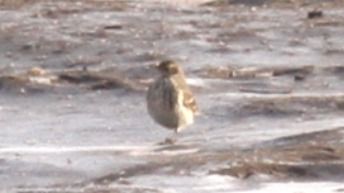 Pipit spioncelle  - Grzegorz Kaczorowski