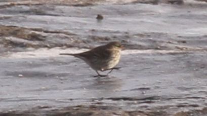 Pipit spioncelle  - Grzegorz Kaczorowski