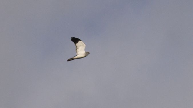 błotniak zbożowy  - Grzegorz Kaczorowski