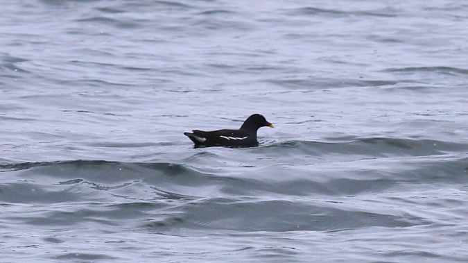 Teichhuhn  - Grzegorz Kaczorowski