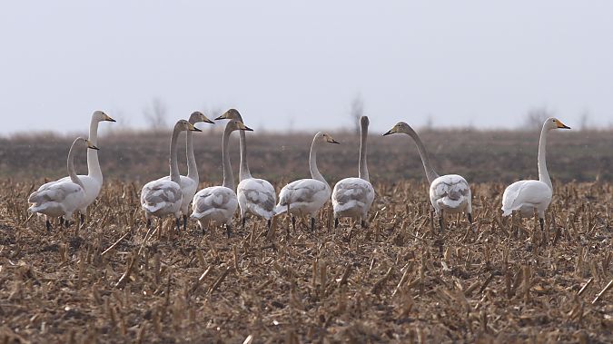 łabędź krzykliwy  - Grzegorz Kaczorowski