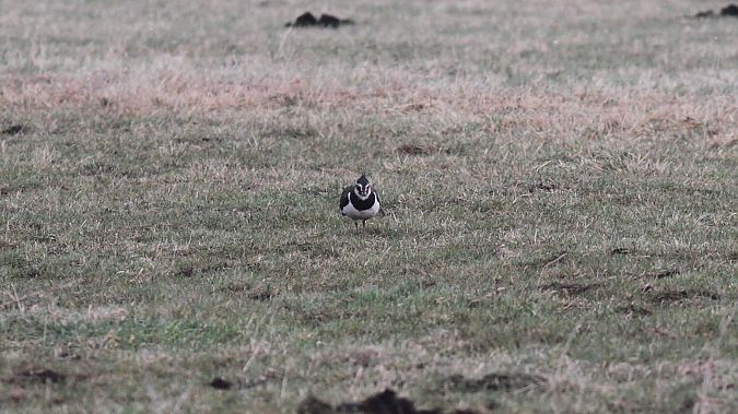 Kiebitz  - Grzegorz Kaczorowski