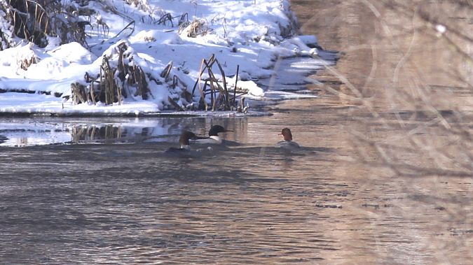 nurogęś  - Grzegorz Kaczorowski