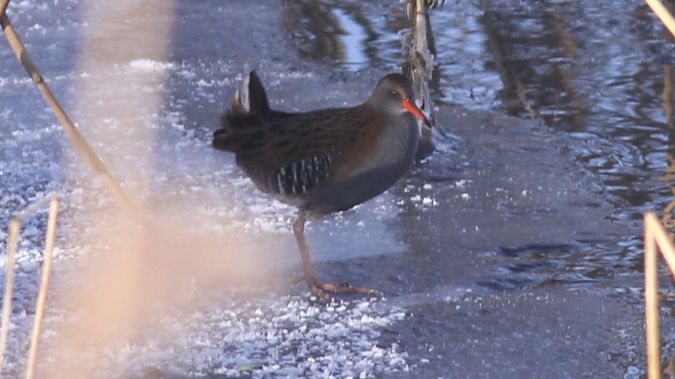 wodnik  - Grzegorz Kaczorowski