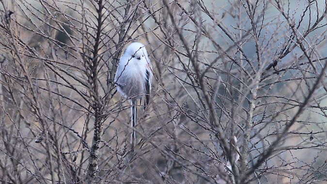 raniuszek  - Grzegorz Kaczorowski