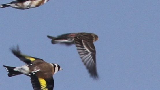 Berghänfling  - Grzegorz Kaczorowski