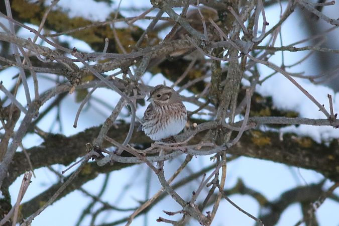trznadel białogłowy  - Tymoteusz Mazurkiewicz