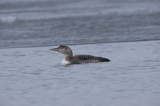 nur białodzioby  - Tymoteusz Mazurkiewicz