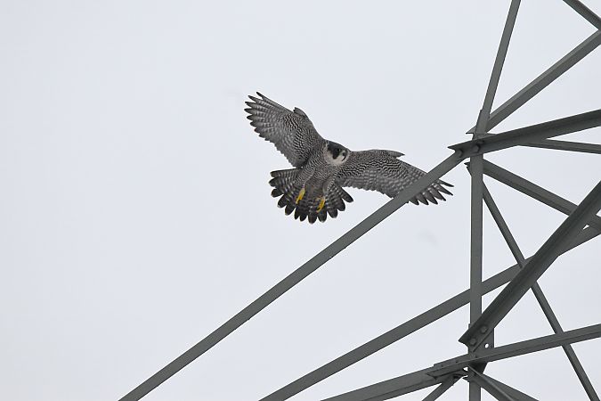 sokół wędrowny  - Oskar Wojtowicz