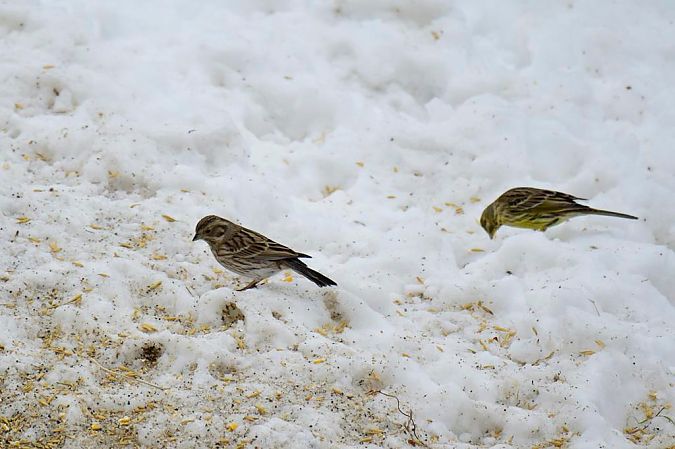 trznadel białogłowy  - Janusz Mendrala