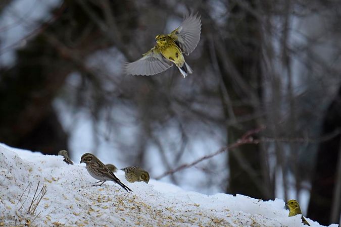 trznadel białogłowy  - Janusz Mendrala