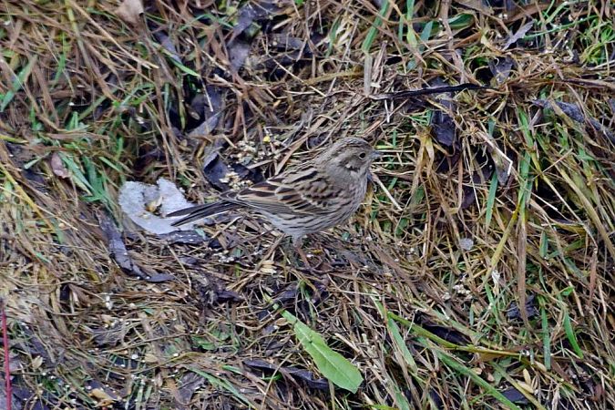 trznadel białogłowy  - Janusz Mendrala