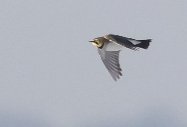 górniczek  - Edyta D