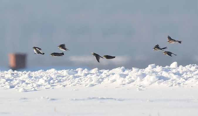 górniczek  - Edyta D