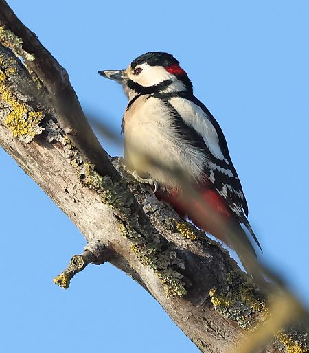 dzięcioł duży x białoszyi 