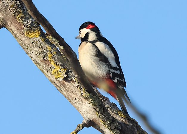 Hybrid Bunt- x Blutspecht 