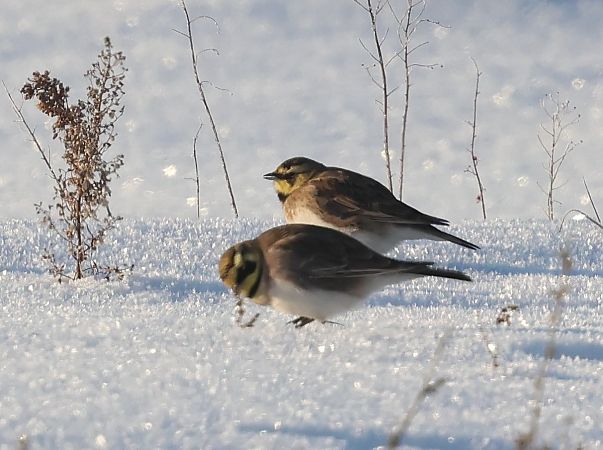 górniczek  - Edyta D