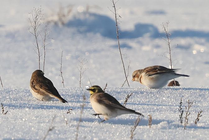 śnieguła  - Edyta D