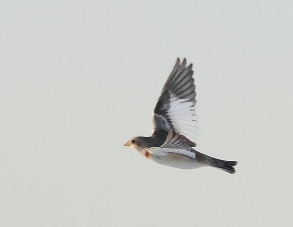 Schneeammer  - Edyta D