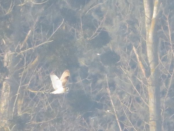 uszatka błotna  - Dariusz Piechota