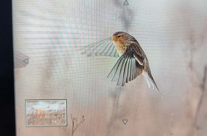 rzepołuch  - Łukasz Wawrzyniak