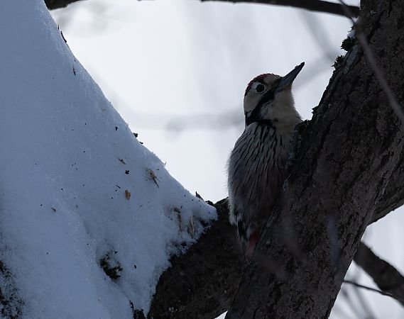 Pic à dos blanc  - Piotr Główczyk