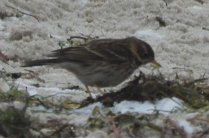 świergotek nadmorski  - Marek Kowalski
