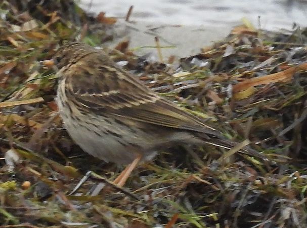 świergotek nadmorski  - Marek Kowalski