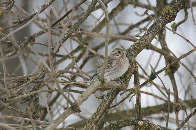 trznadel białogłowy  - Marek Pach