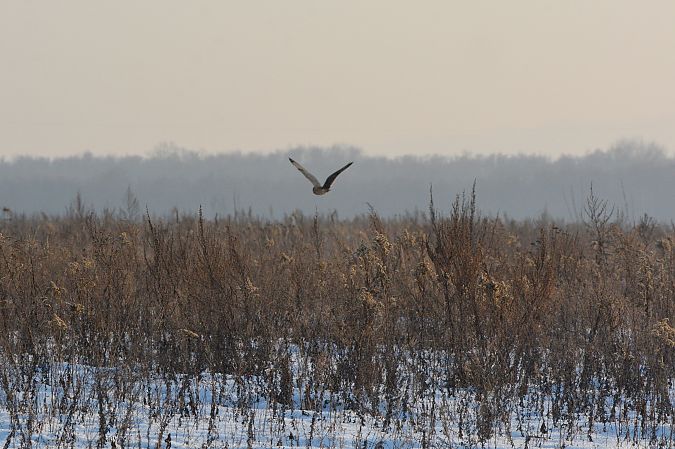 uszatka błotna  - Edyta Szalacha