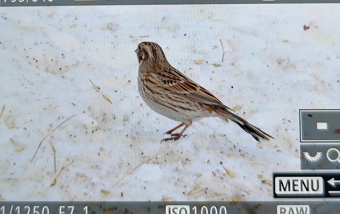 trznadel białogłowy  - Ryszard Dworak