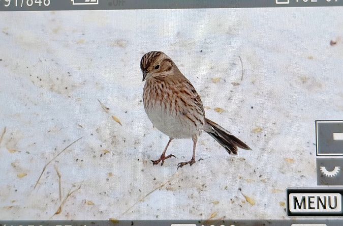 trznadel białogłowy  - Ryszard Dworak