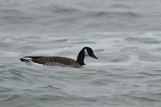 bernikla kanadyjska  - Mariusz Janowski
