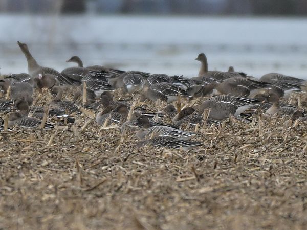 gęś krótkodzioba  - Waldemar Michalak