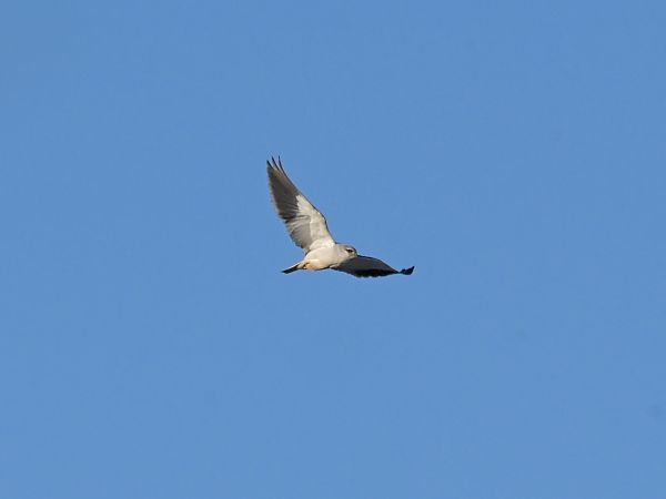 Gleitaar  - Waldemar Michalak