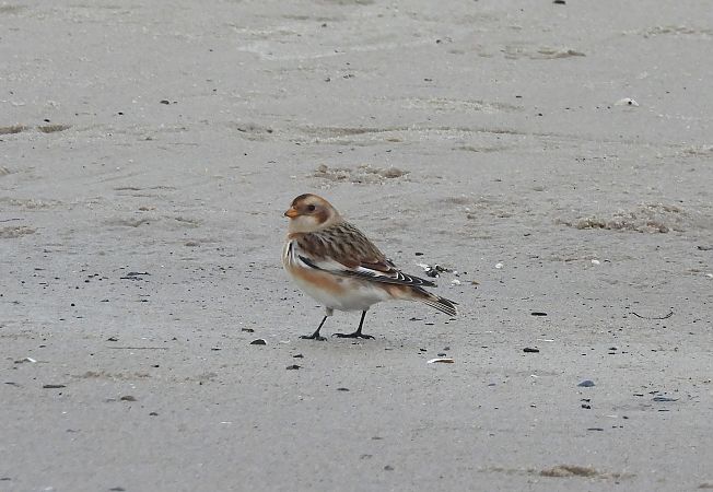 śnieguła  - Artur Staszewski