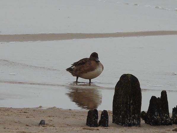 świstun  - Artur Staszewski