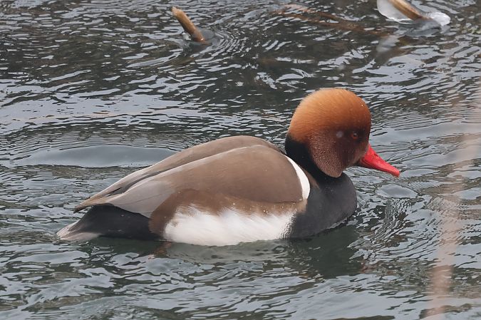 hełmiatka  - Piotr Izworski