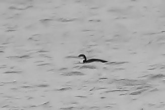 lodowiec  - Dariusz Szlama