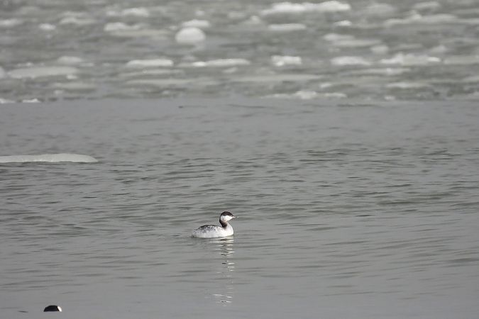 perkoz rogaty  - Marek Ziółkowski