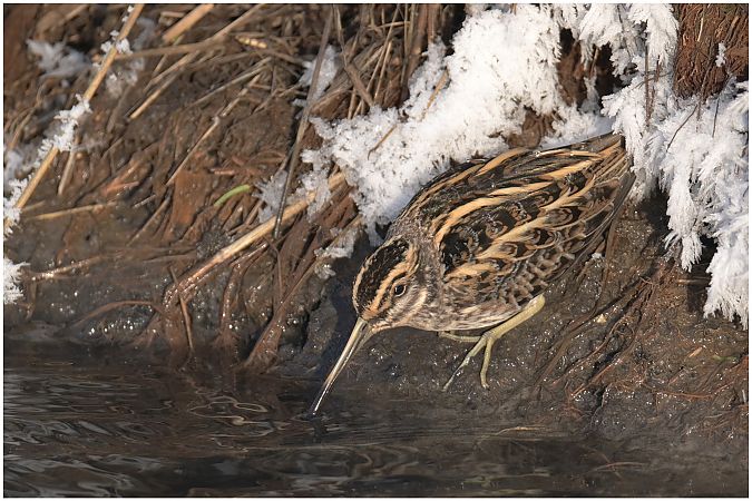 bekasik  - Artur Błąd