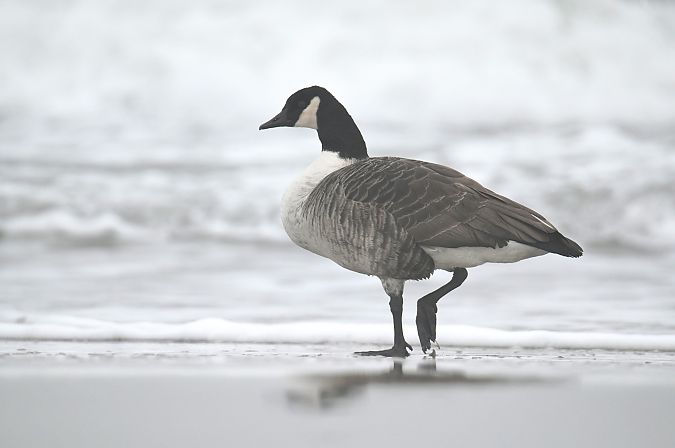 bernikla kanadyjska  - Artur Błąd