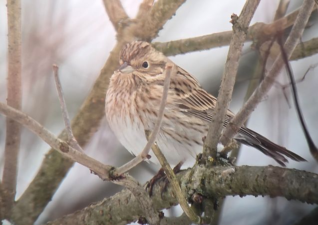 trznadel białogłowy  - Sebastian Watras