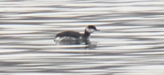 perkoz rogaty  - Sebastian Watras